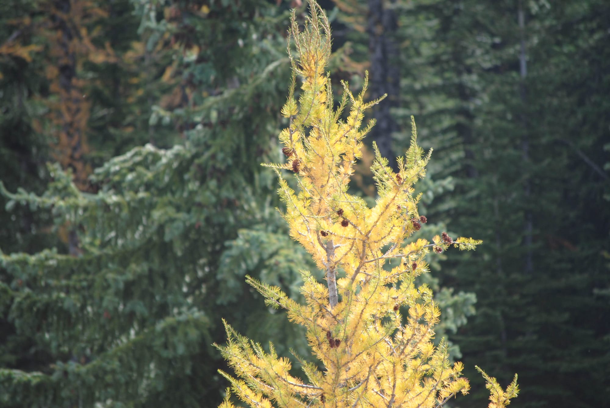 Looking for Larches at Chester Lake