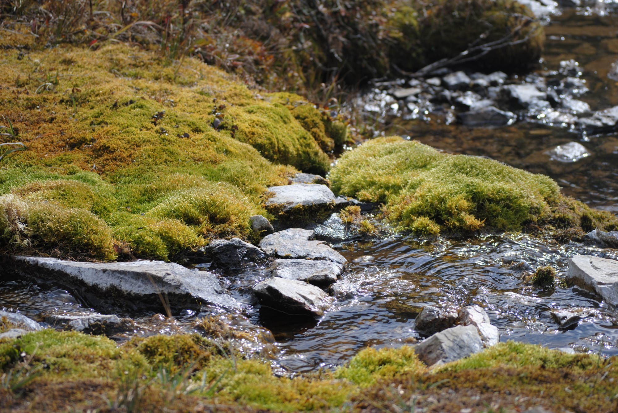 Looking for Larches at Chester Lake