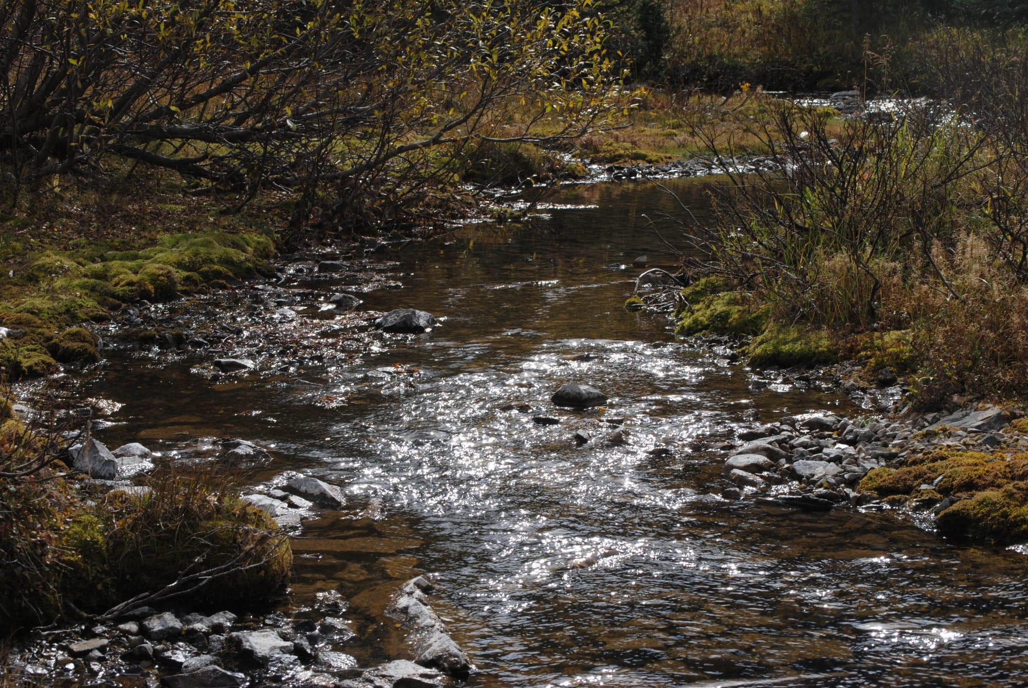 Looking for Larches at Chester Lake