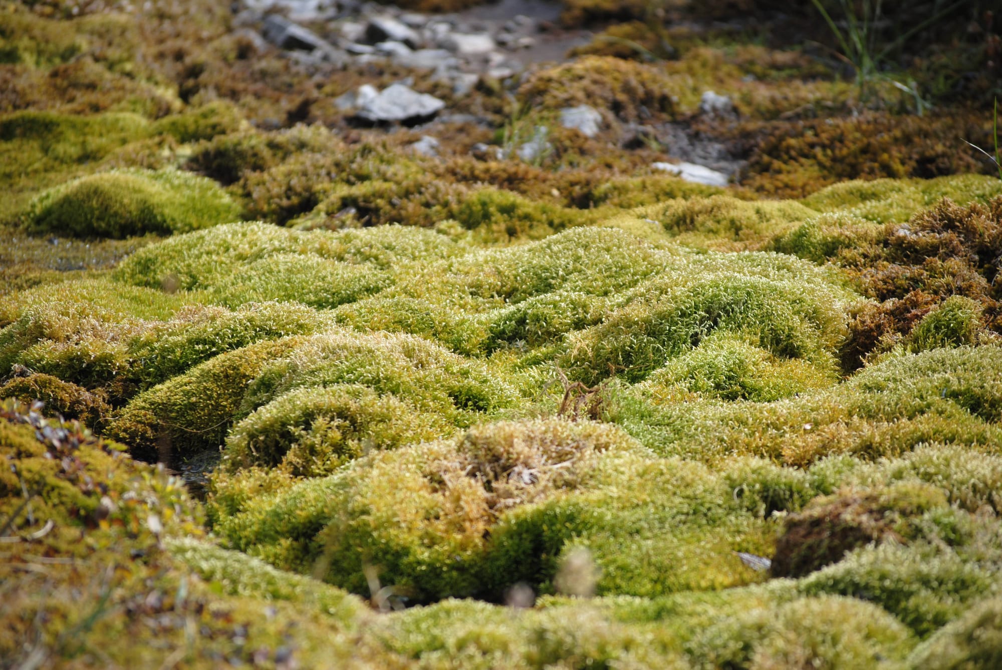 Looking for Larches at Chester Lake