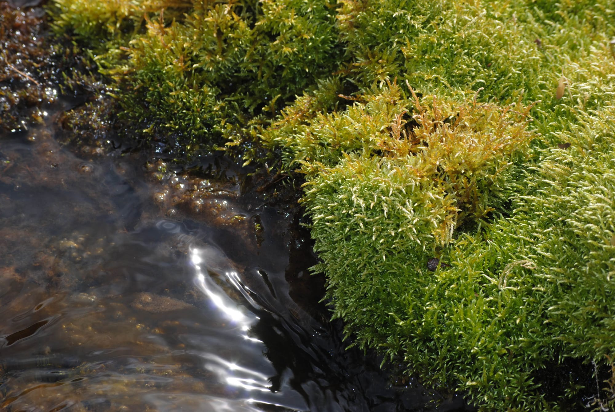 Looking for Larches at Chester Lake