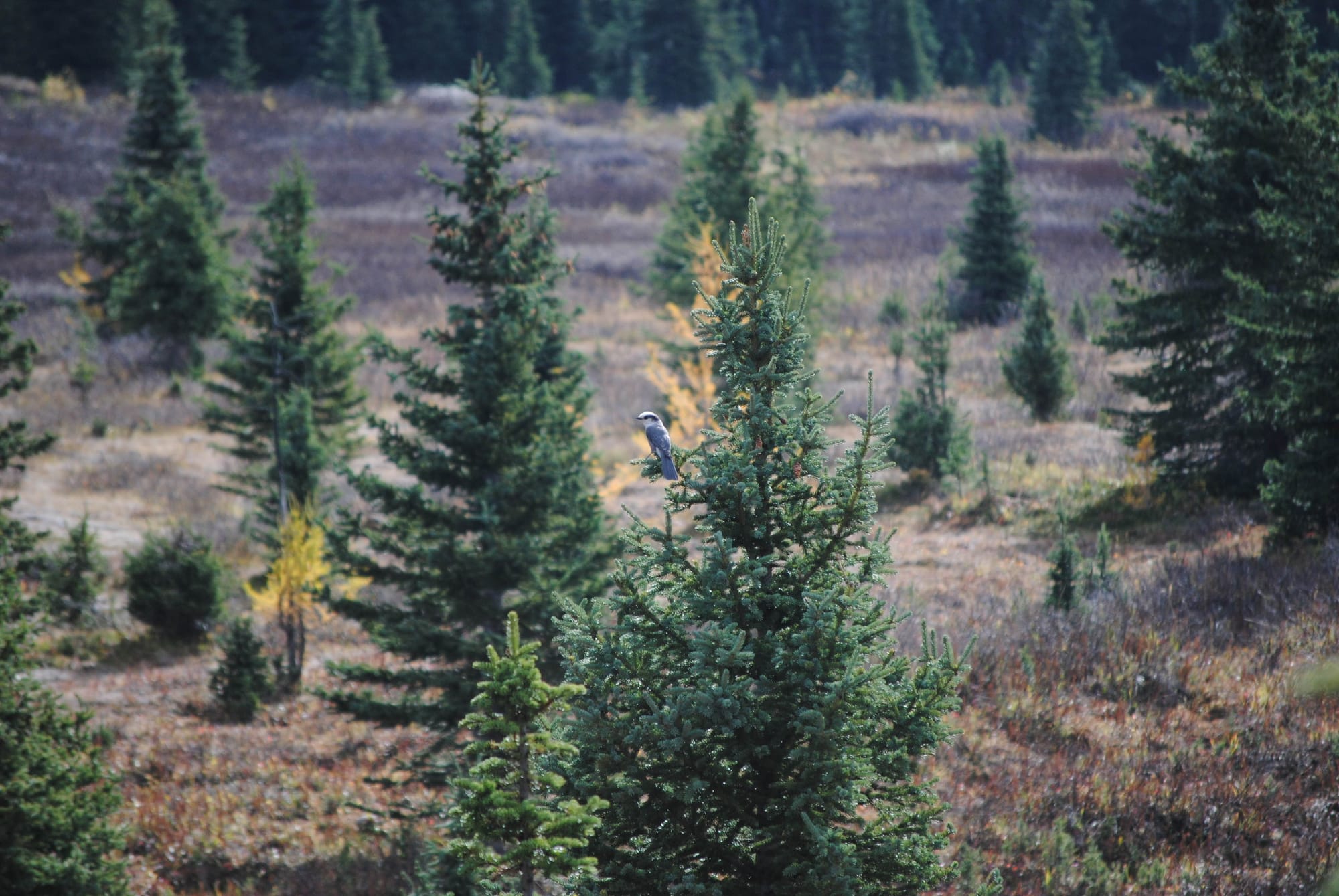 Looking for Larches at Chester Lake