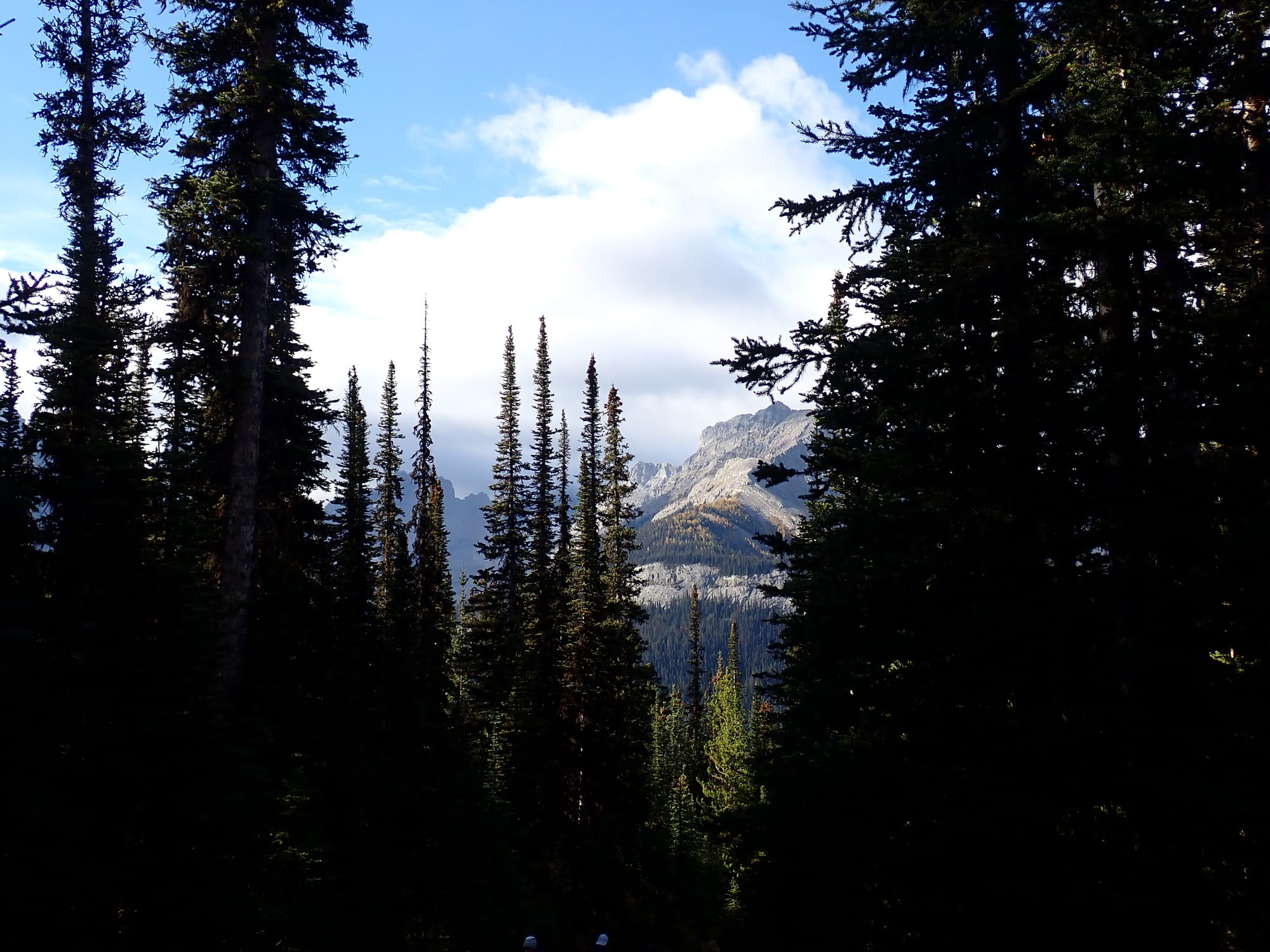 Looking for Larches at Chester Lake