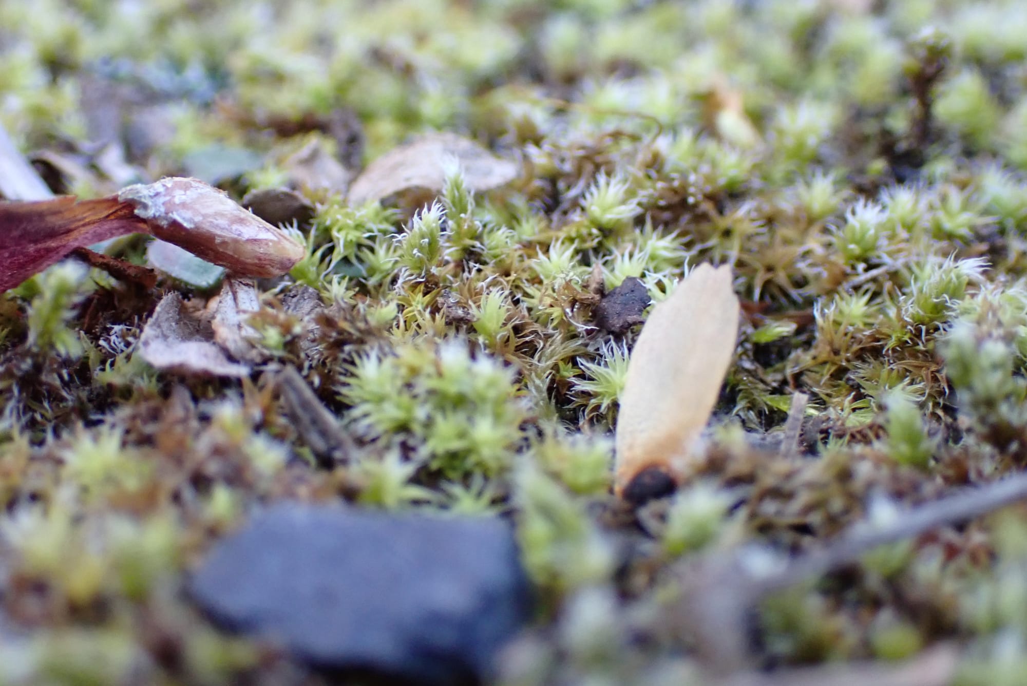 Looking for Larches at Chester Lake