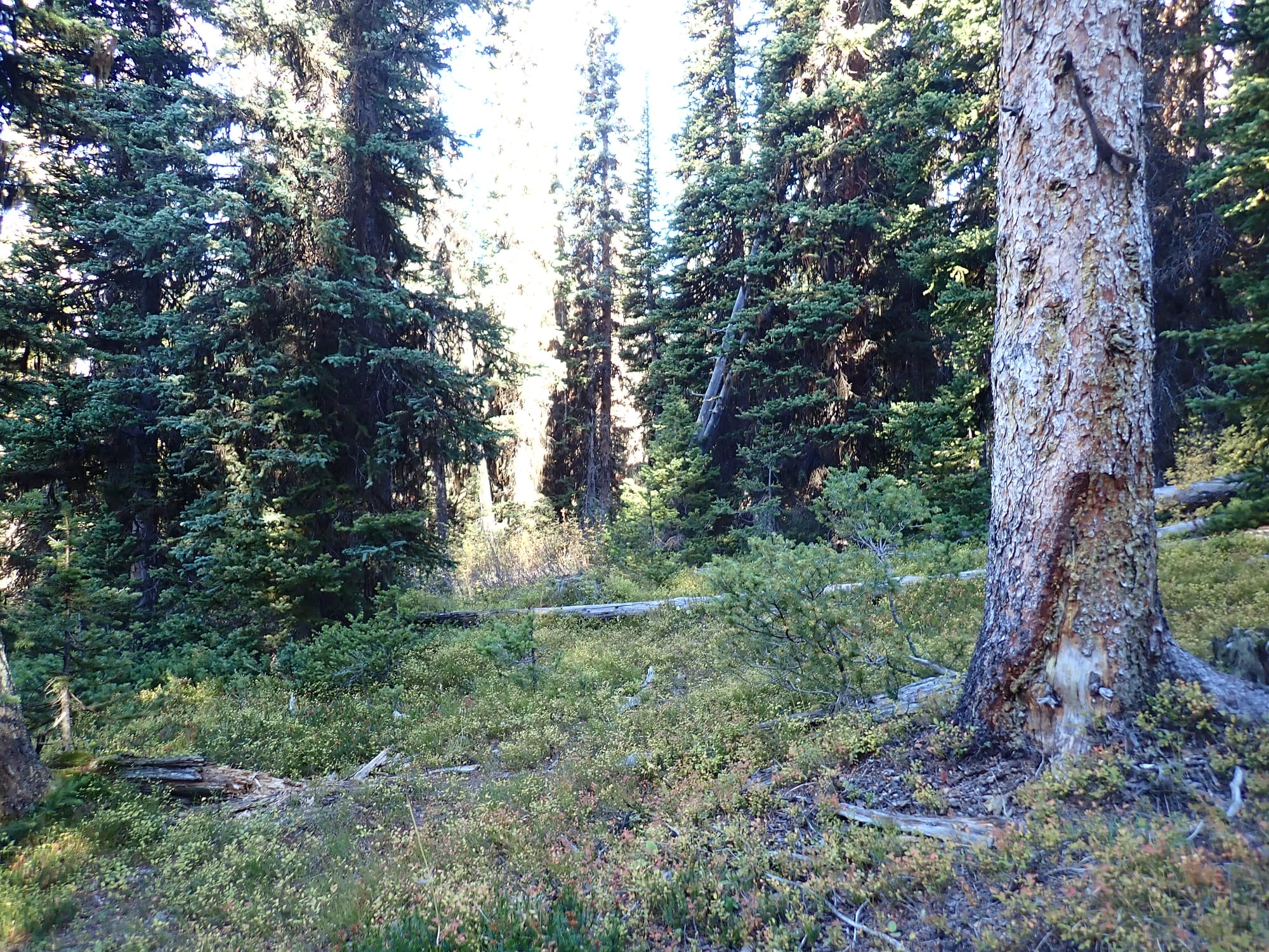 Looking for Larches at Chester Lake