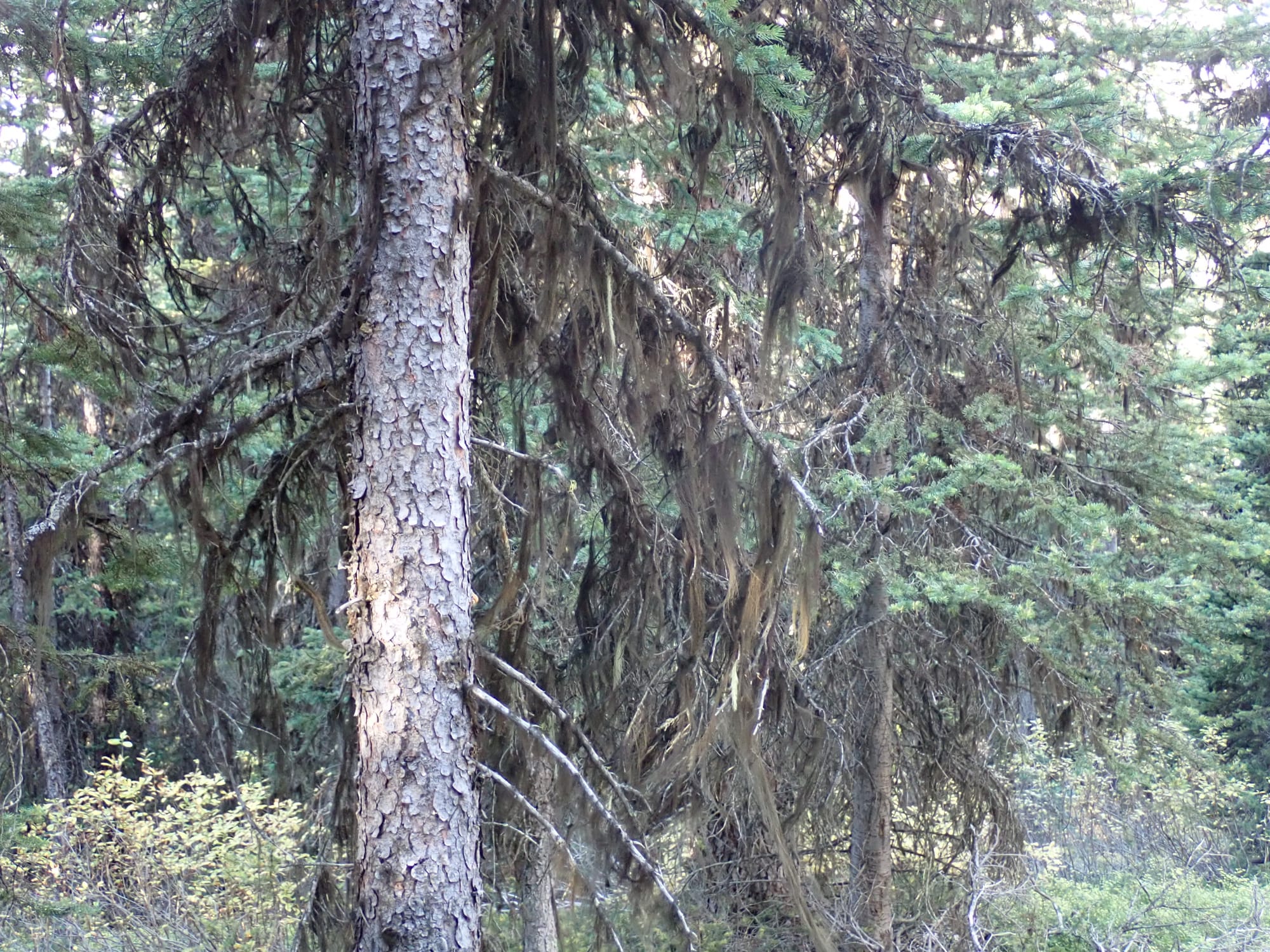Looking for Larches at Chester Lake