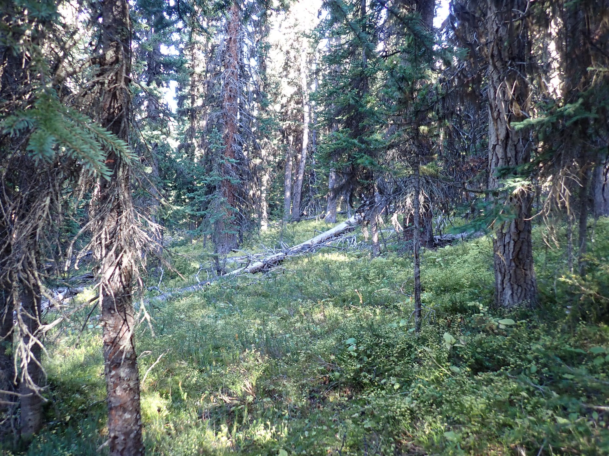 Looking for Larches at Chester Lake