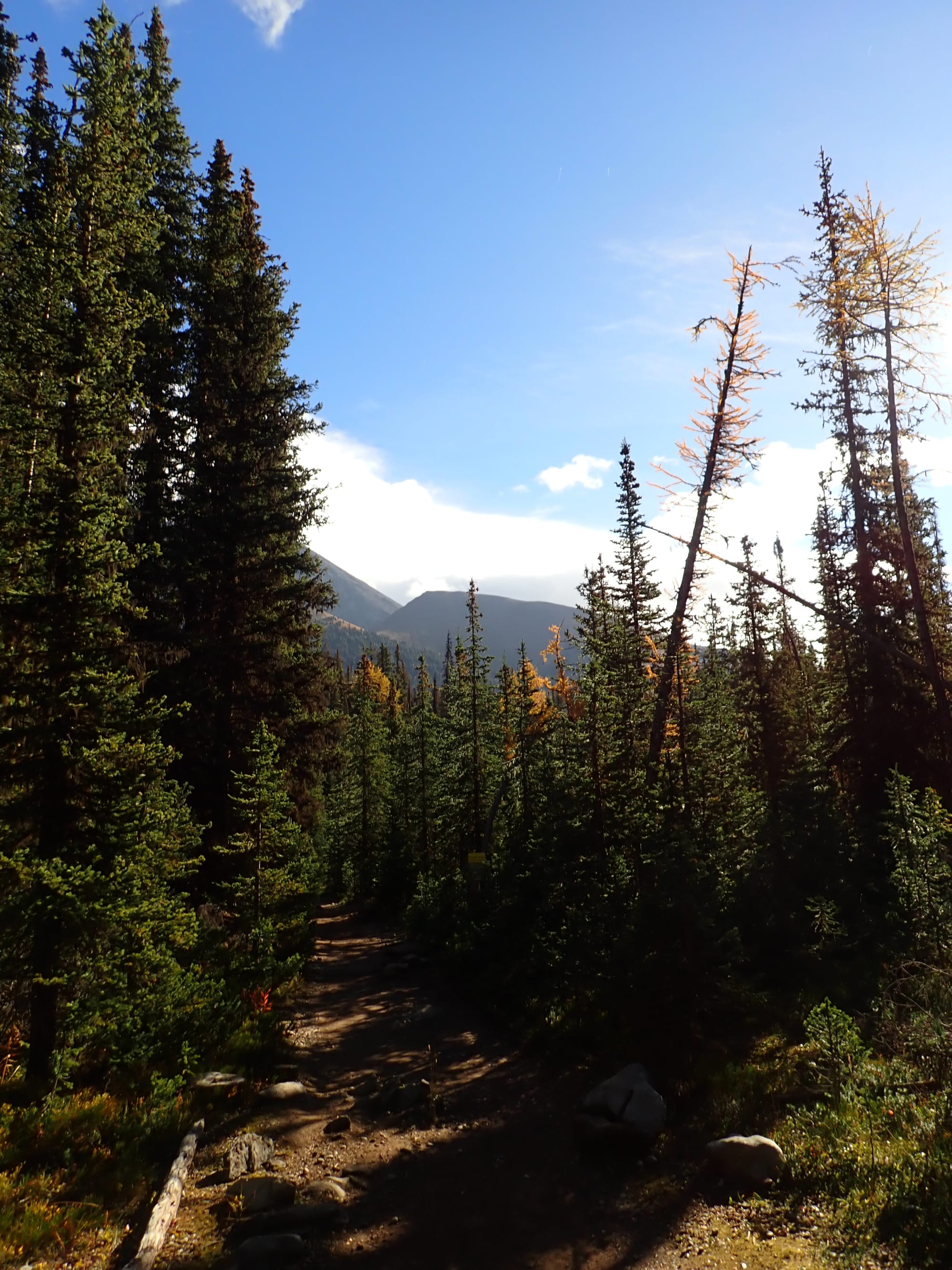 Looking for Larches at Chester Lake