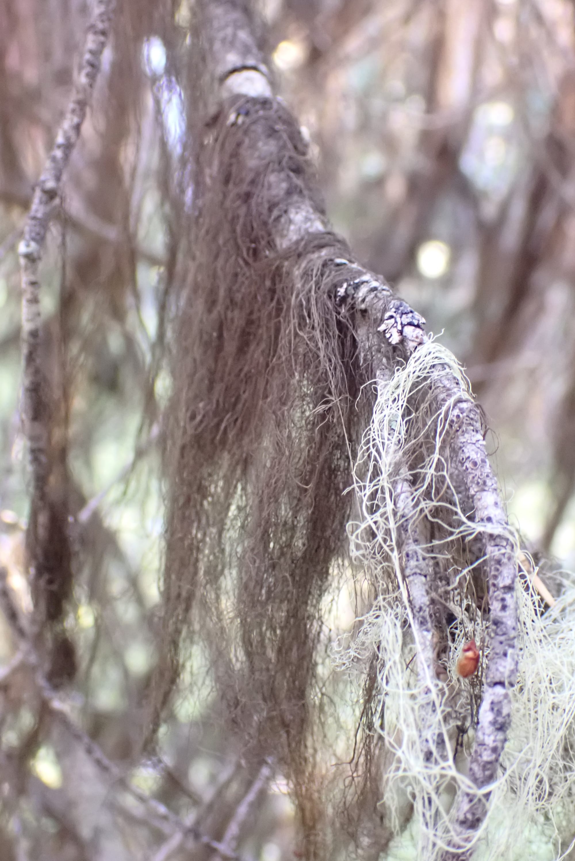 Looking for Larches at Chester Lake