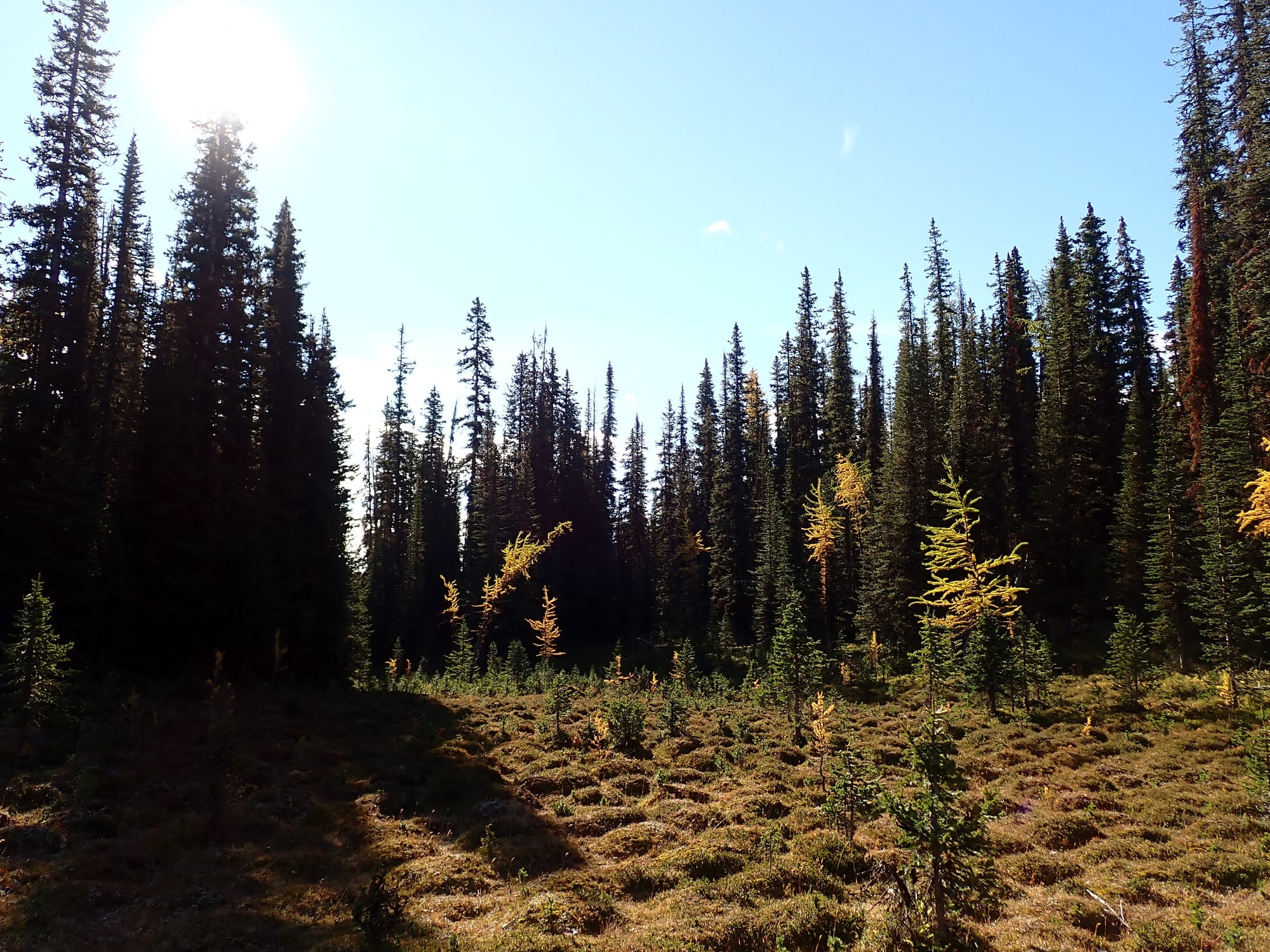 Looking for Larches at Chester Lake