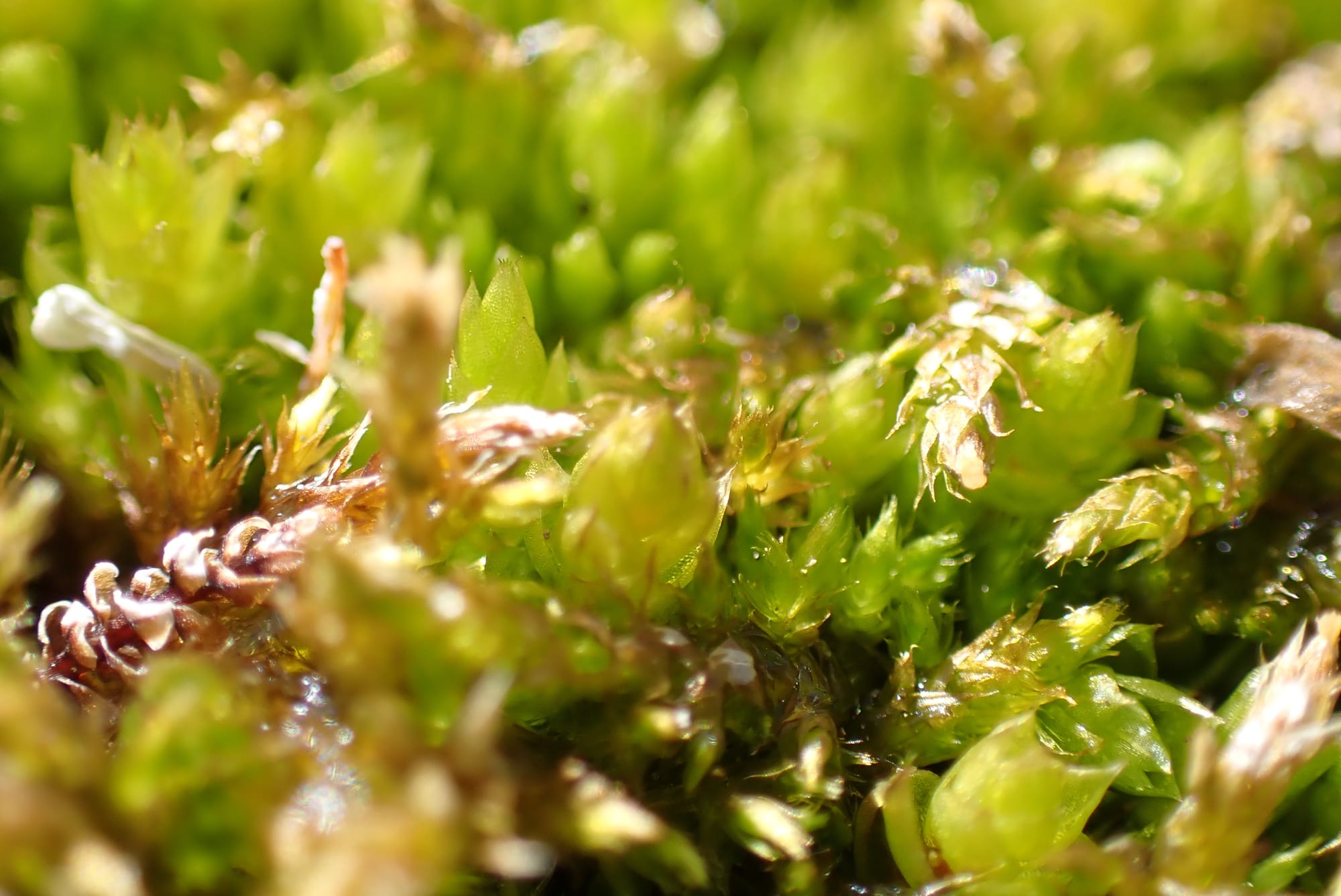 Looking for Larches at Chester Lake