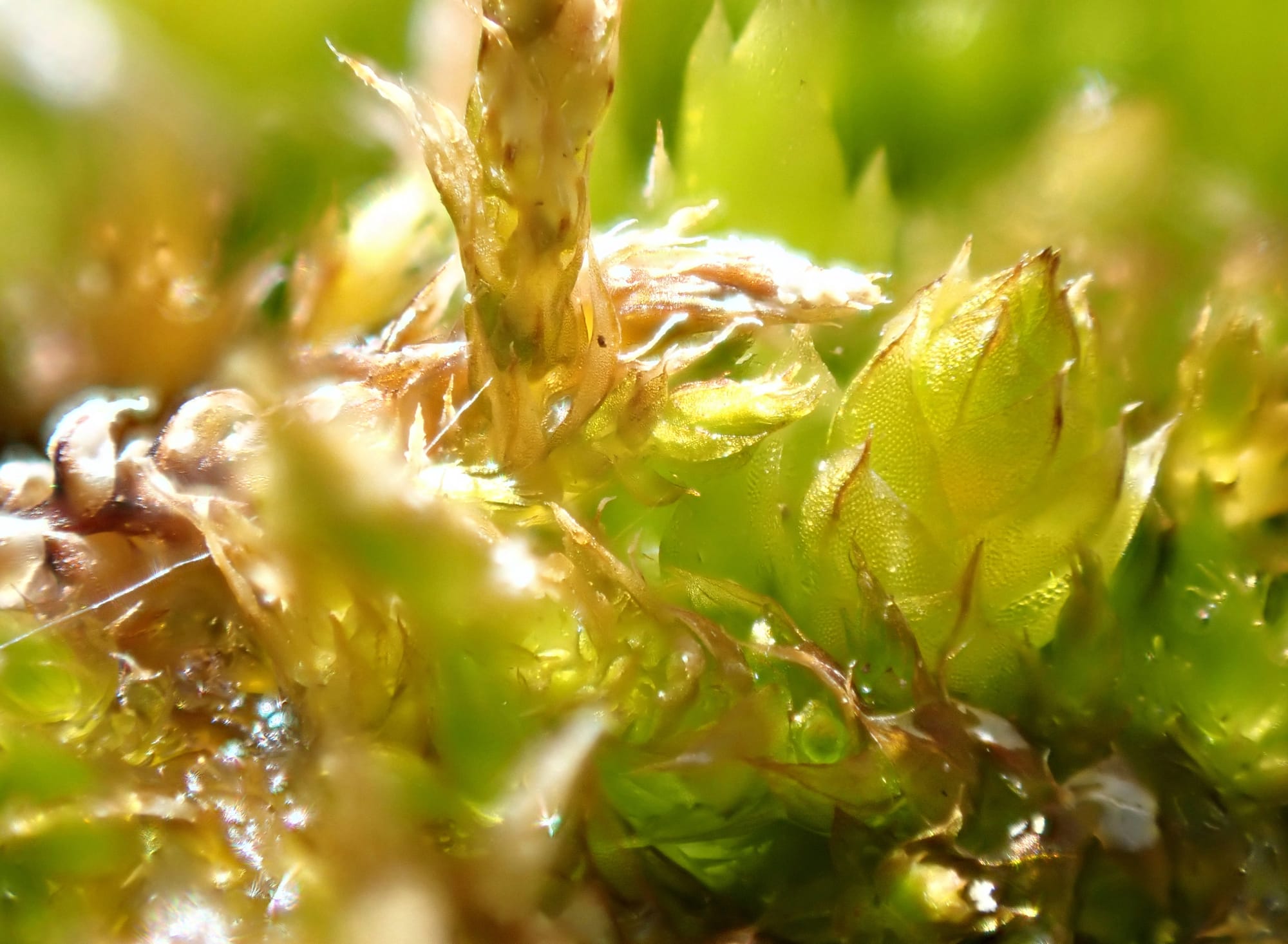 Looking for Larches at Chester Lake