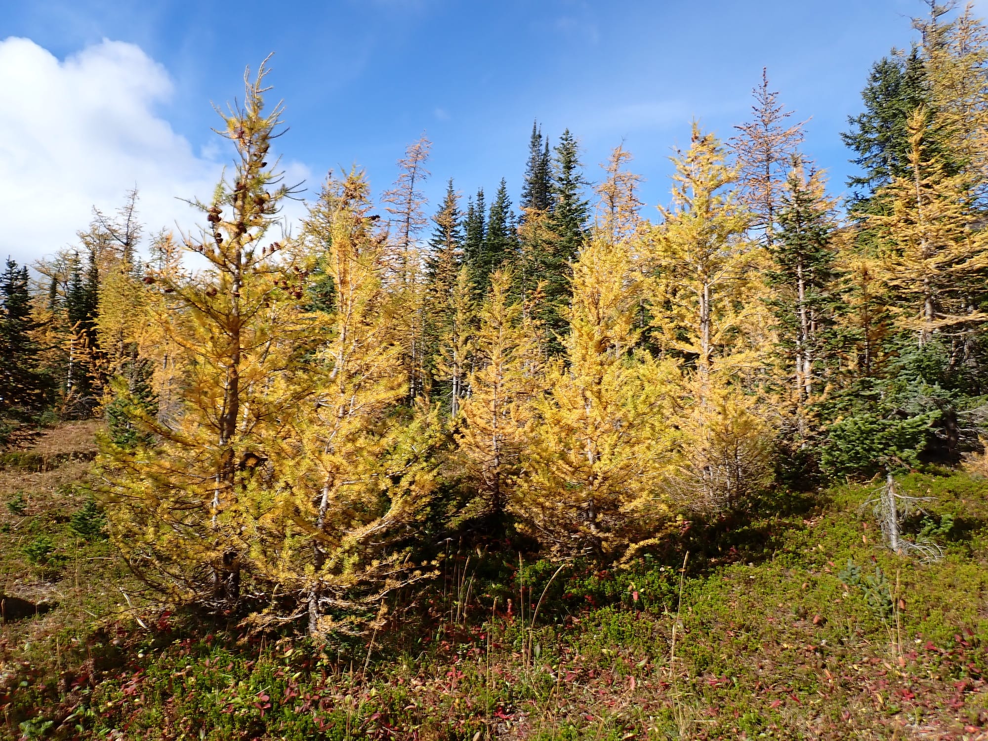 Looking for Larches at Chester Lake