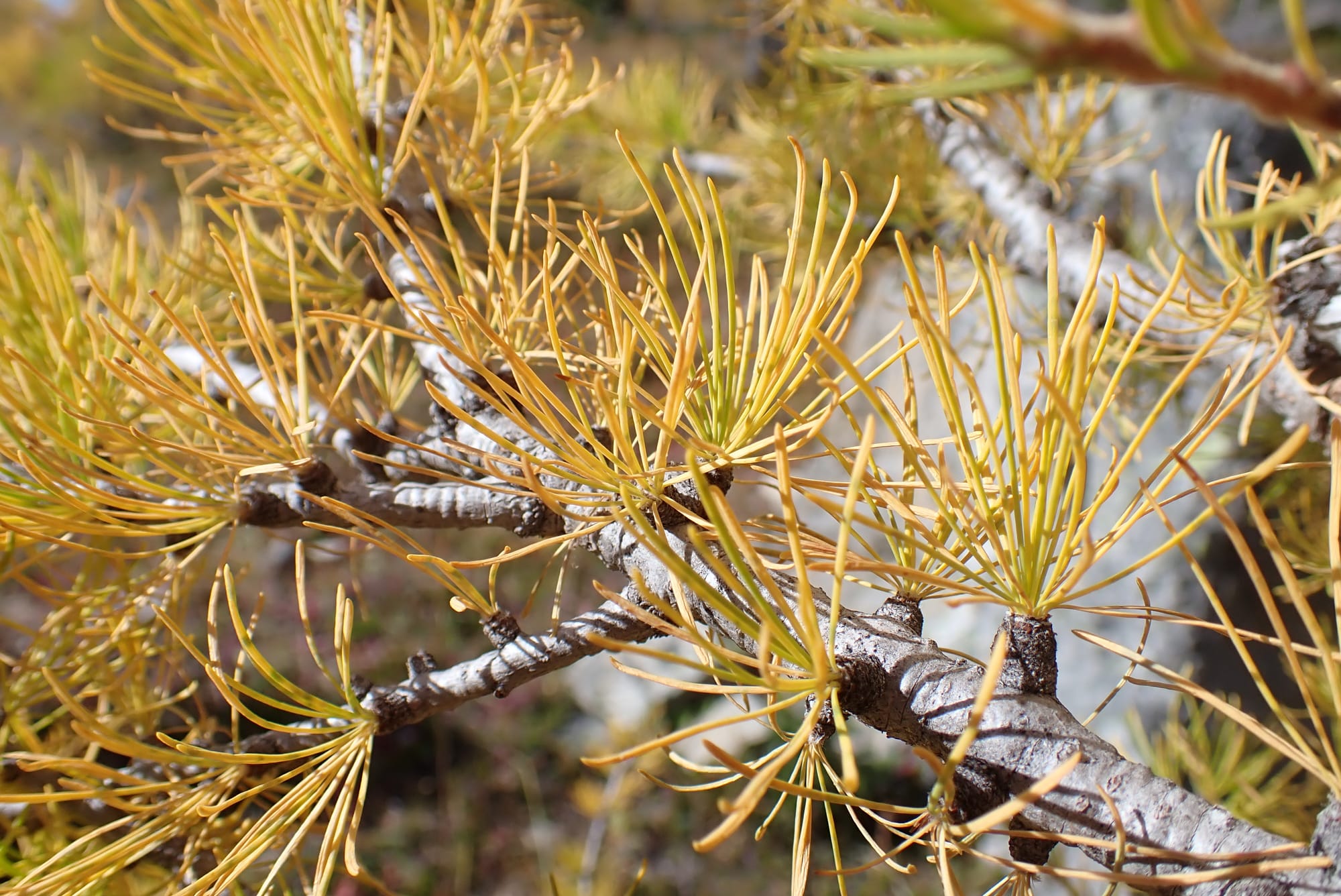 Looking for Larches at Chester Lake