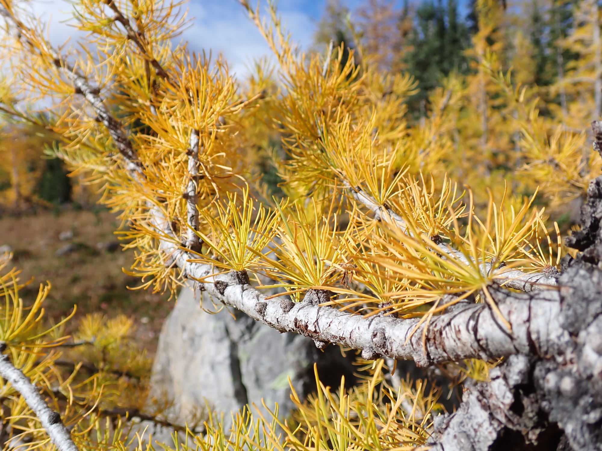 Looking for Larches at Chester Lake