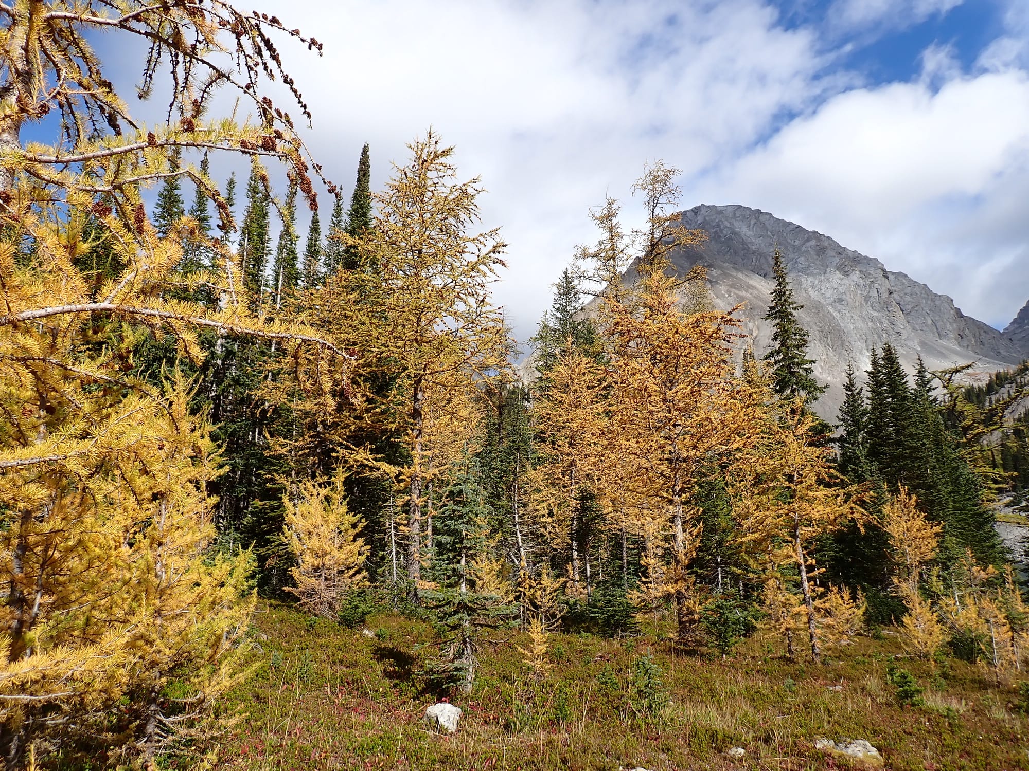 Looking for Larches at Chester Lake