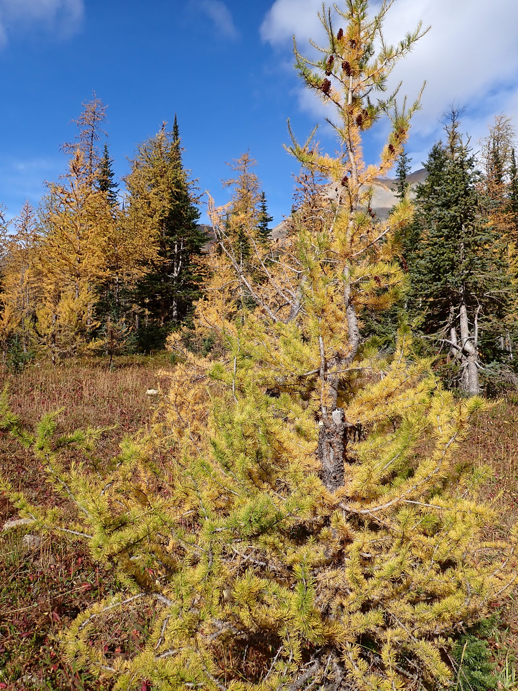 Looking for Larches at Chester Lake