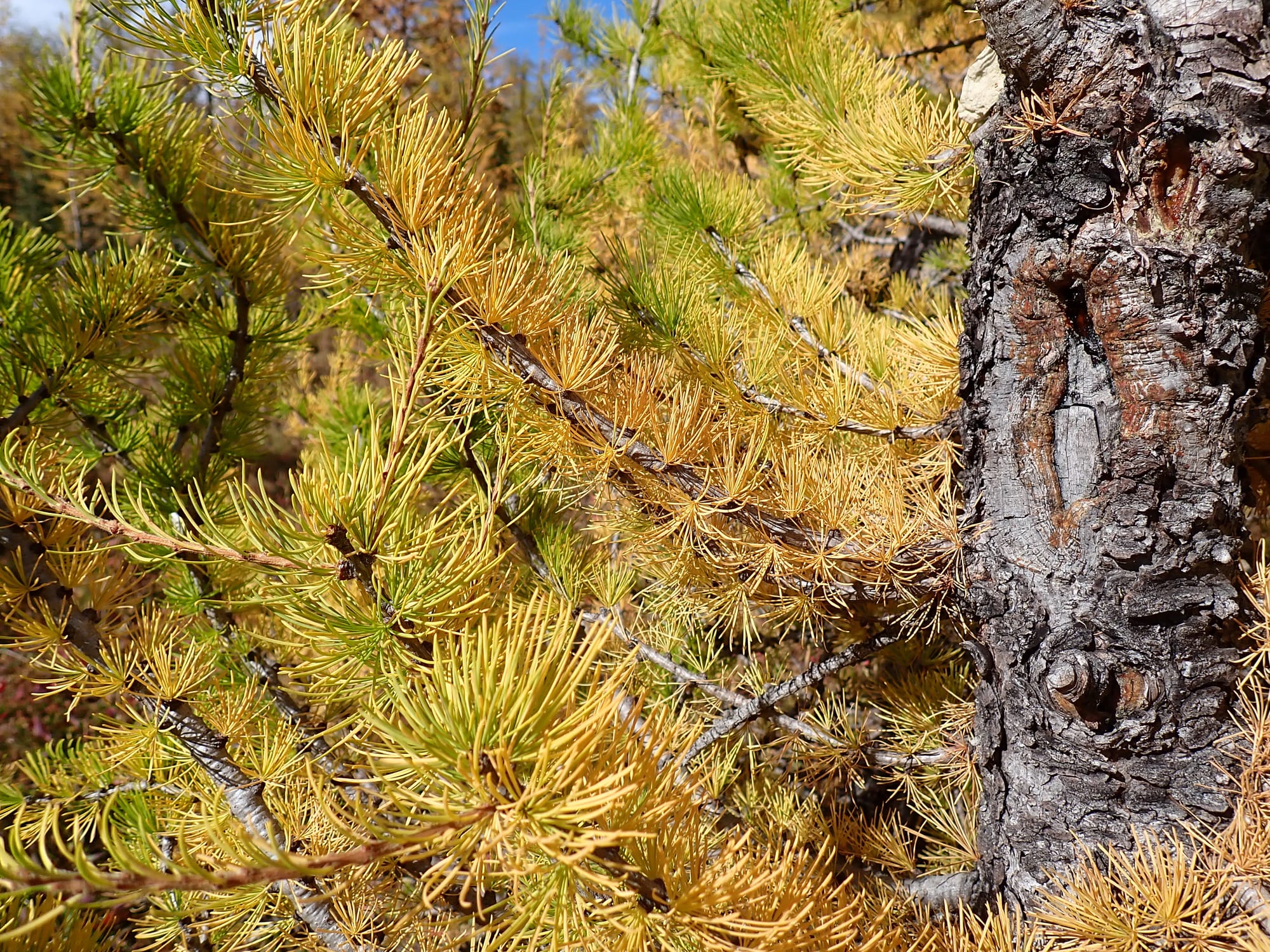 Looking for Larches at Chester Lake