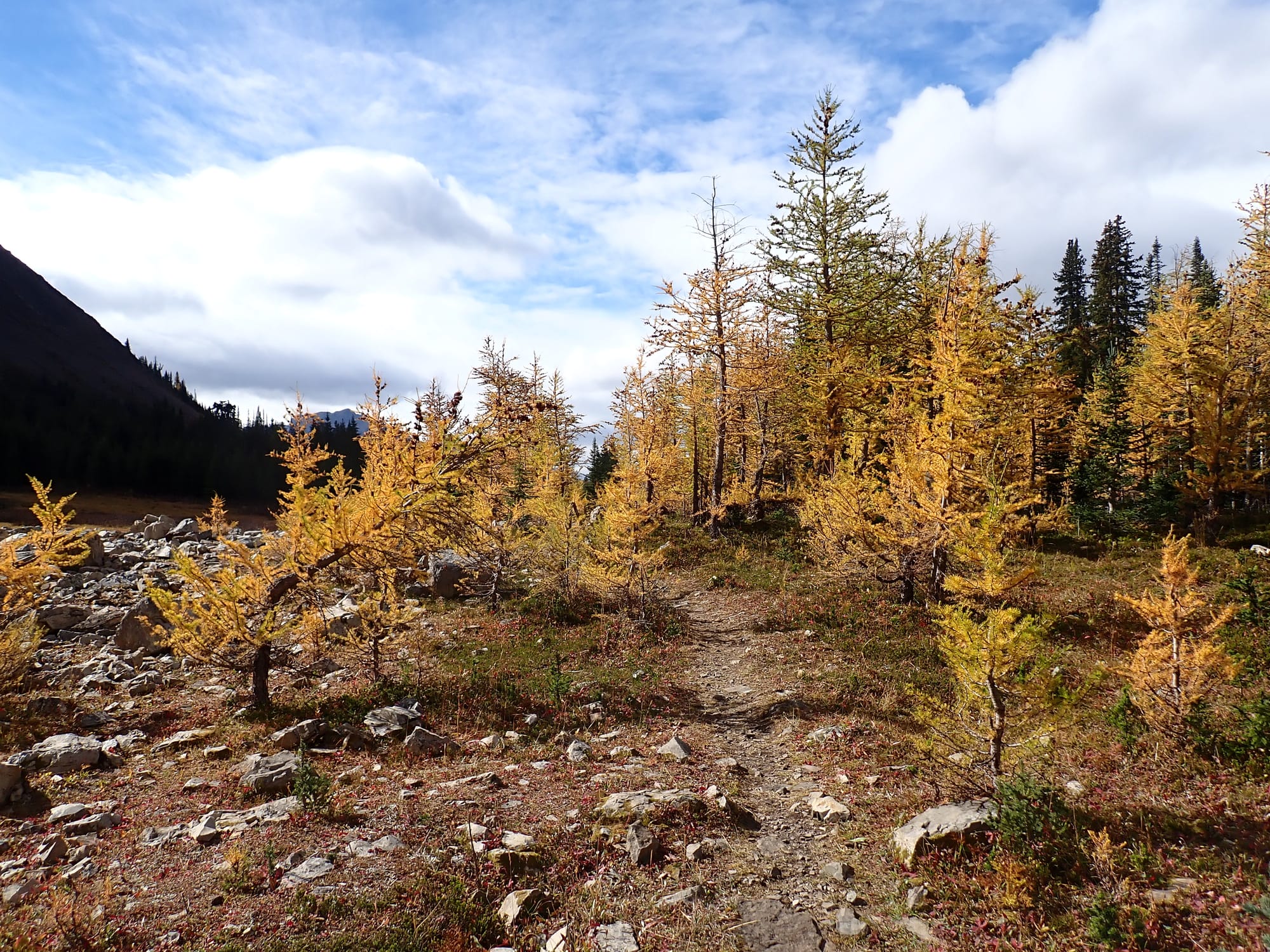 Looking for Larches at Chester Lake