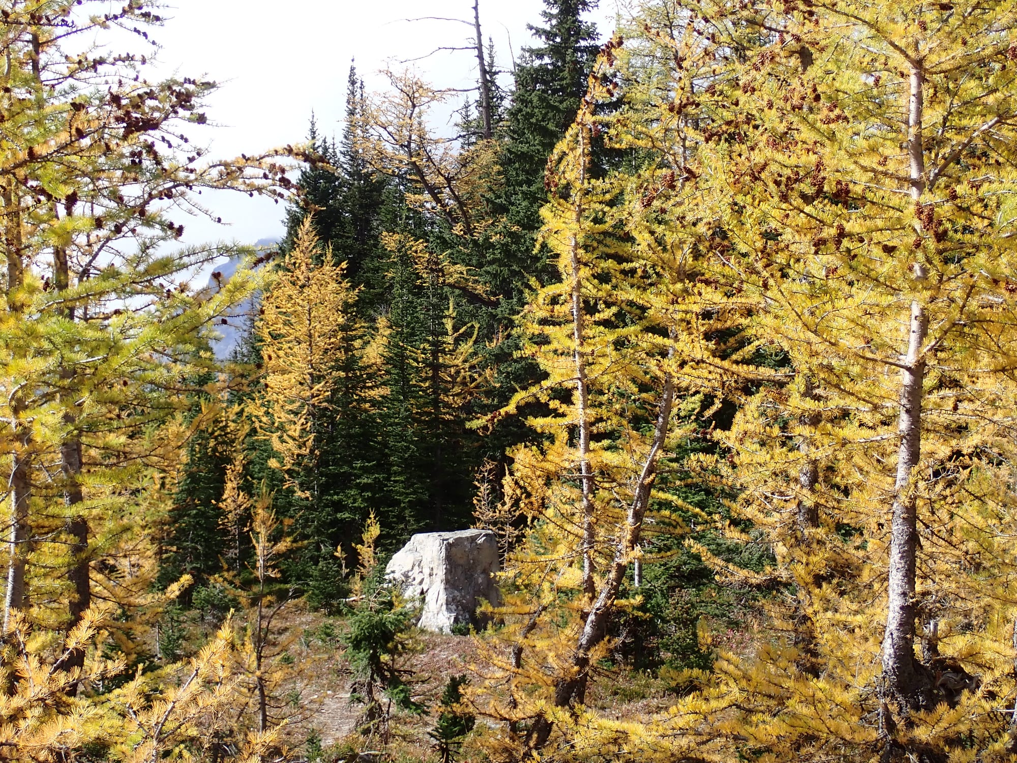 Looking for Larches at Chester Lake