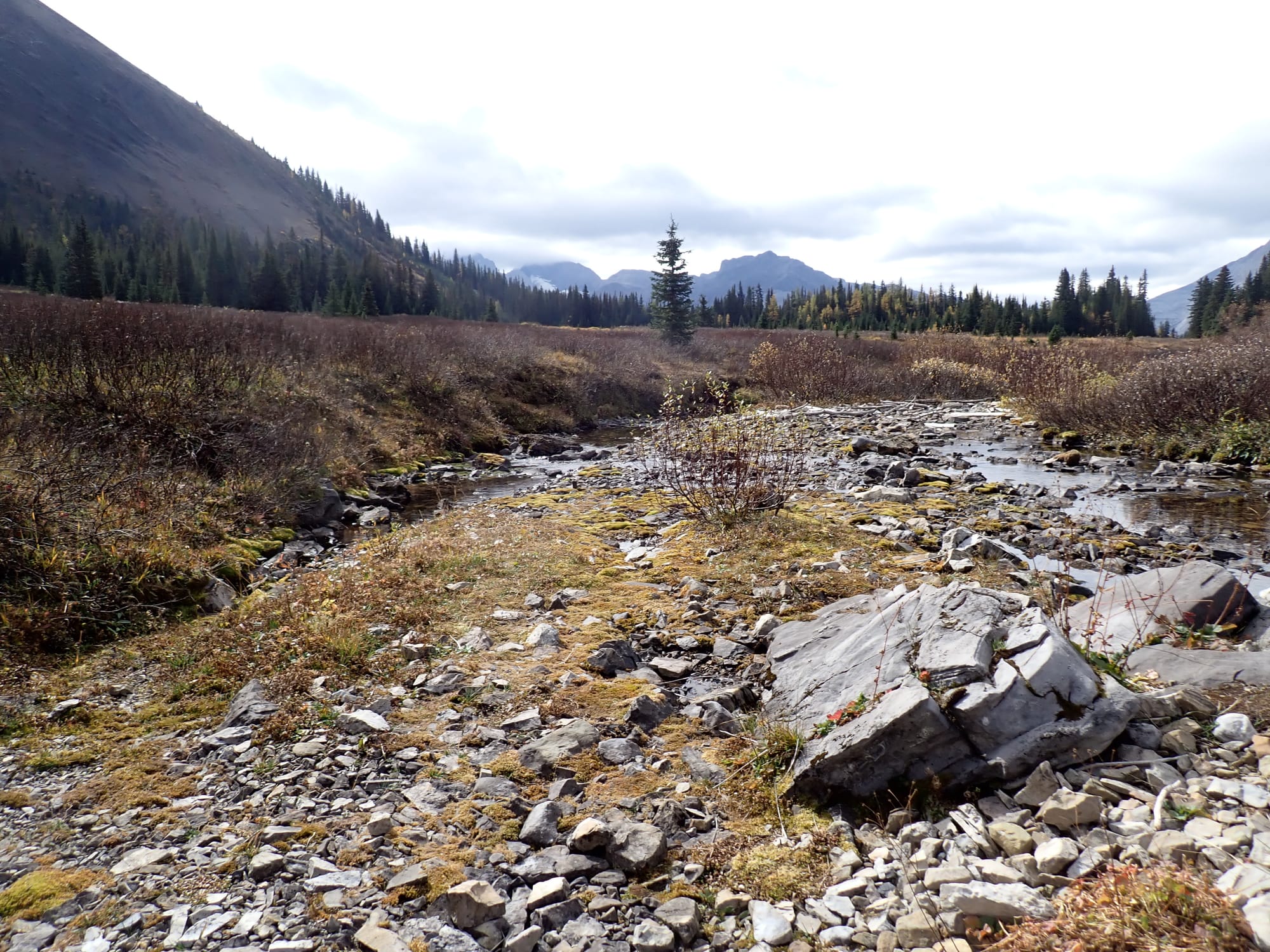 Looking for Larches at Chester Lake