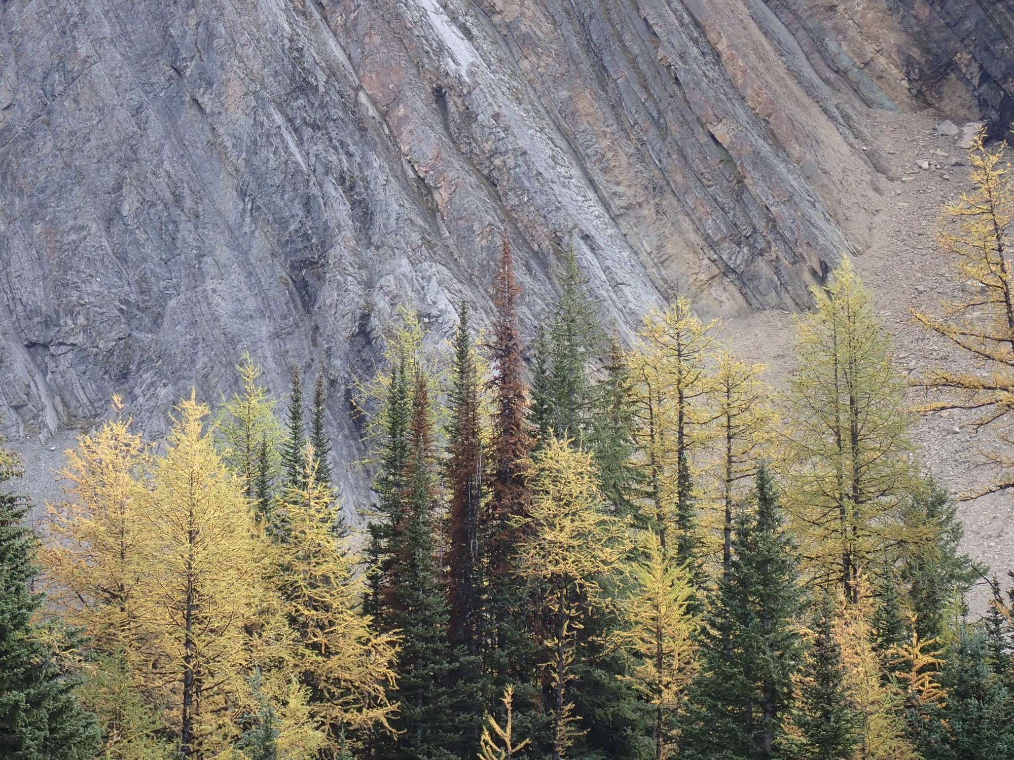 Looking for Larches at Chester Lake