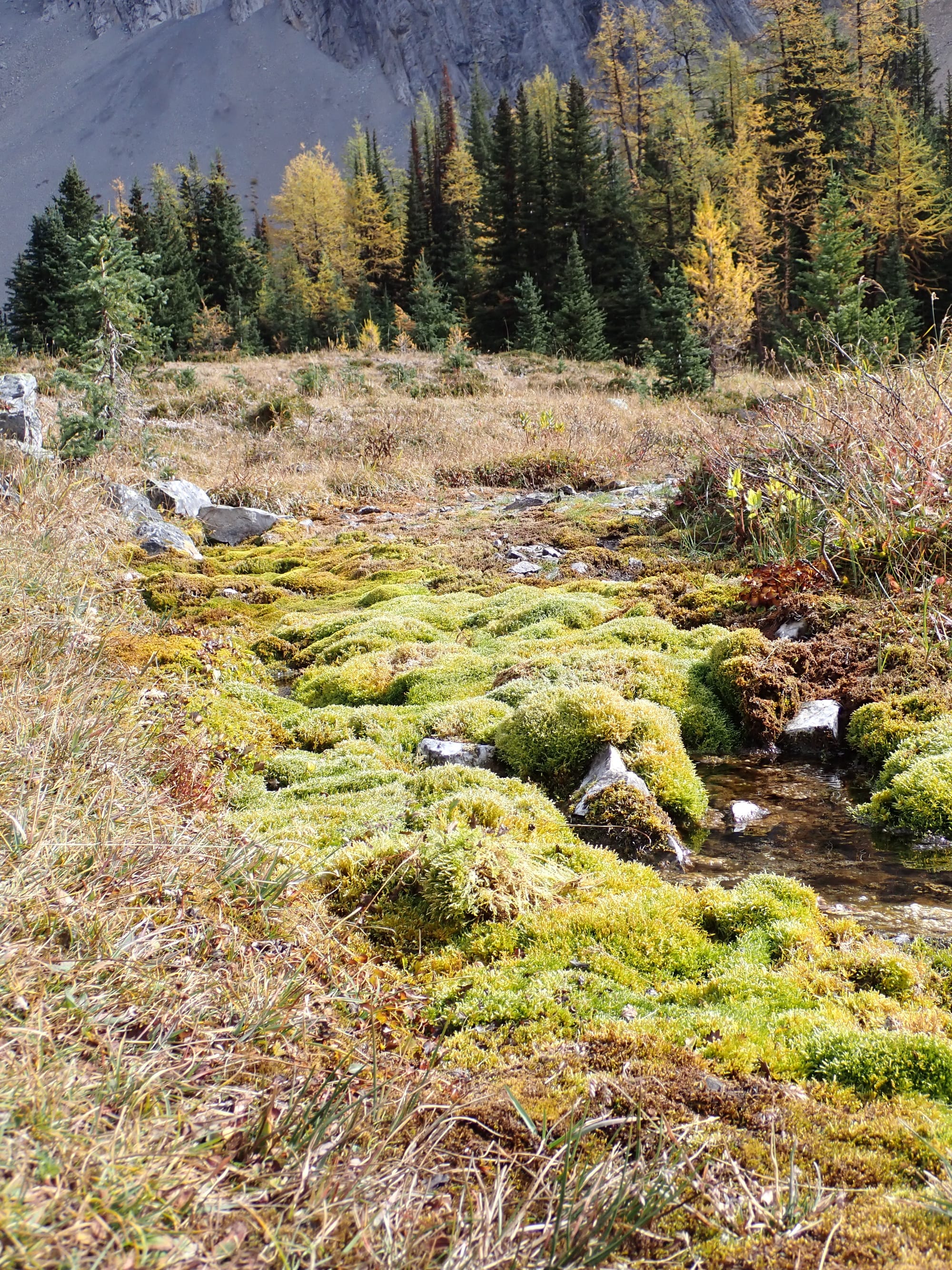 Looking for Larches at Chester Lake