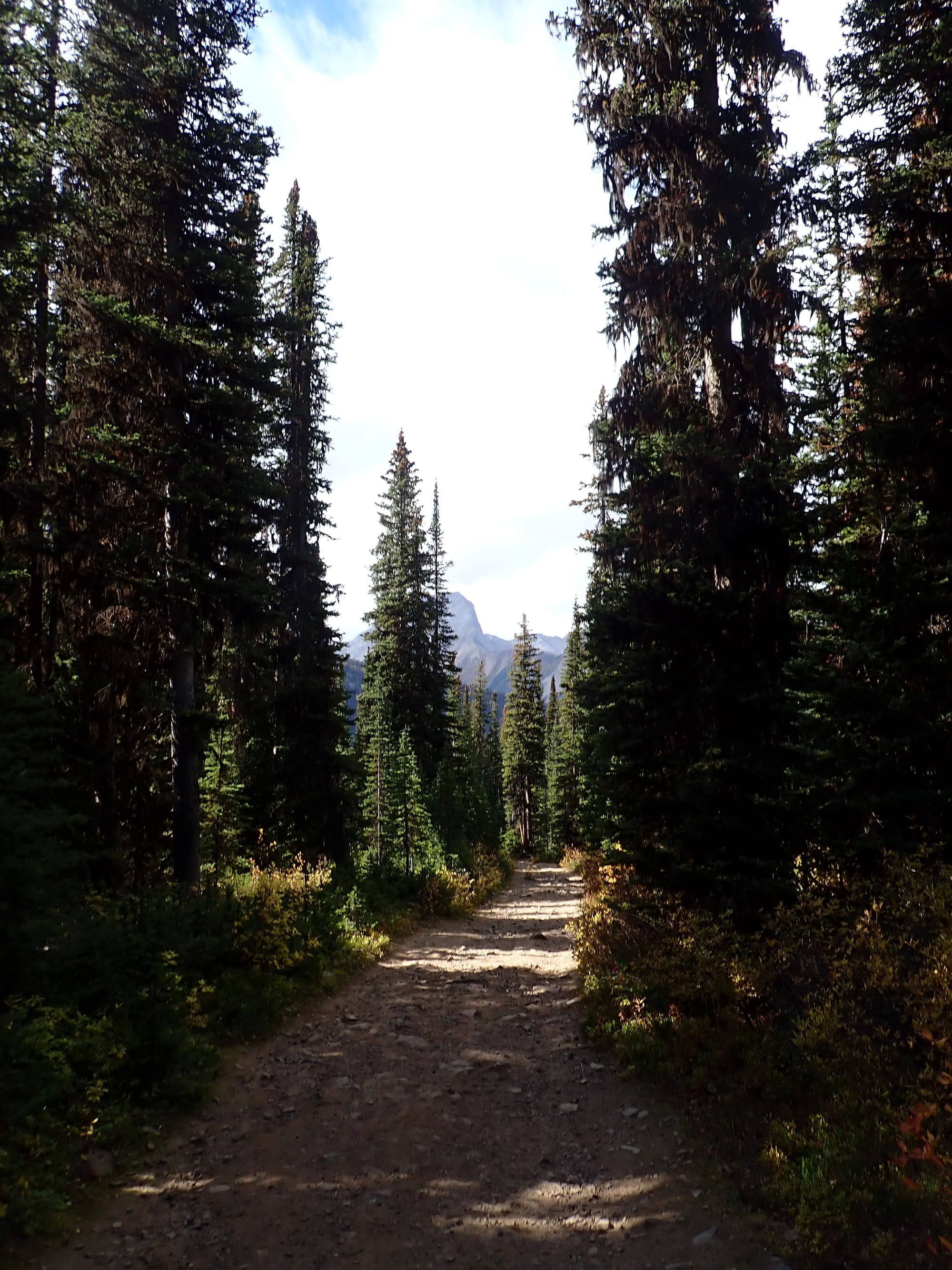 Looking for Larches at Chester Lake