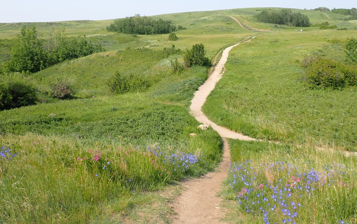 Nature Journal Entry #10: A June Meander through the Floral Delights of Nose Hill Park