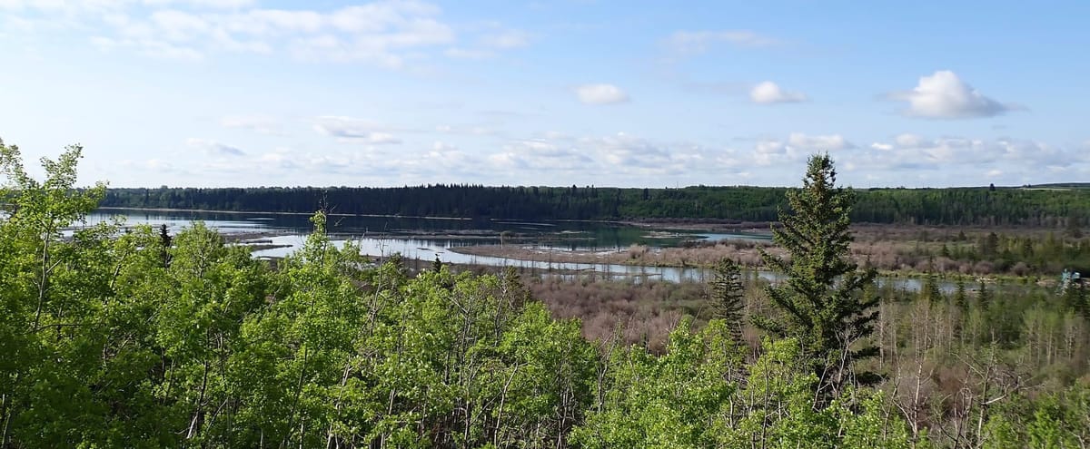 Nature Journal Entry #11: The Quest for the Calliope Hummingbird