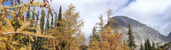 Looking for Larches at Chester Lake